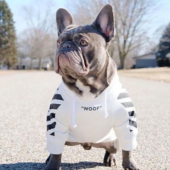 Other - ❤️dog hoodie❤️good for Chihuahua,Bulldogs Hoodies for small --medium Dogs